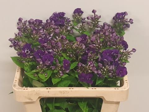 Phlox Paniculata Grp 'Crissy'