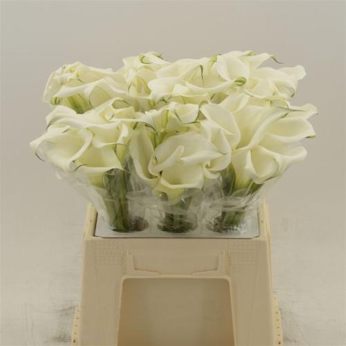 Zantedeschia White Art