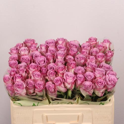 Rosa grootbloemig Thriller