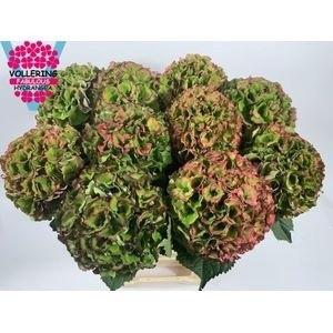 Hydrangea macrophylla Royal Palace (classic)