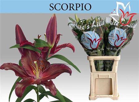 Lilium Oriental Grp 'Scorpio'