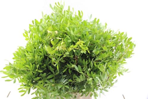 Pistacia (blad) per bos