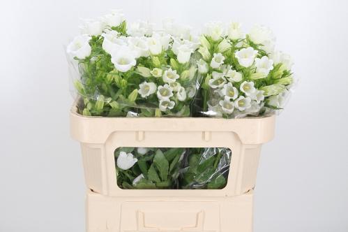 Campanula medium 'Champion White'