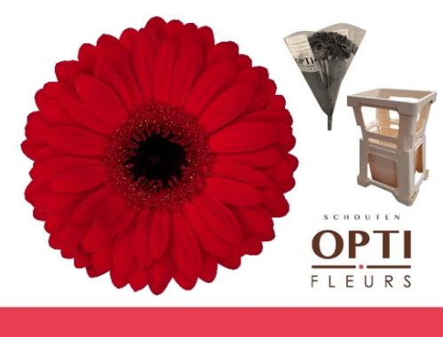 Gerbera grootbloemig Beauty