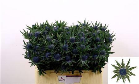 Eryngium Aquarius Questar