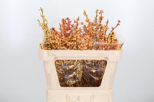 Ilex verticillata Ilexia Julia