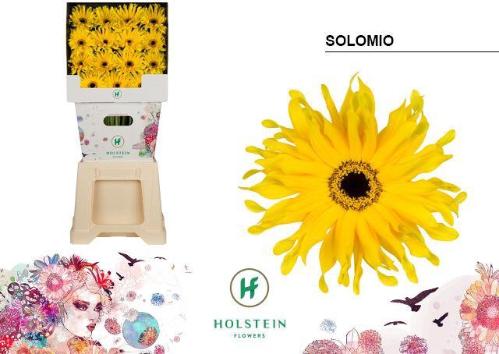 Gerbera grootbloemig krulvormig Gerpasta Solomio