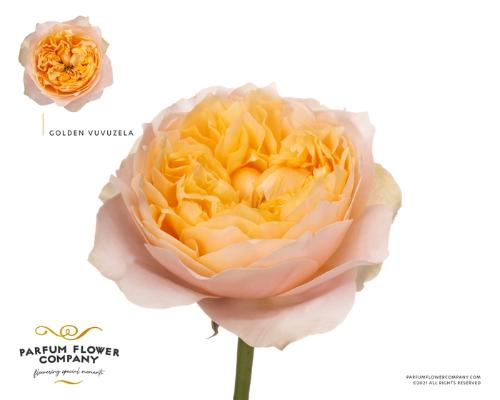 Rosa grootbloemig 'Golden Vuvuzela'