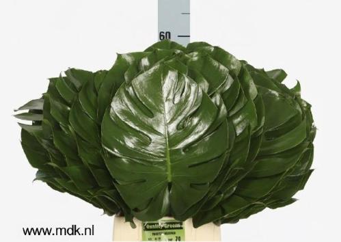 Monstera (blad)
