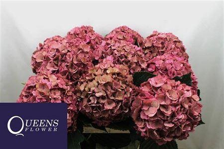 Hydrangea macrophylla Royal Anastasia (classic)