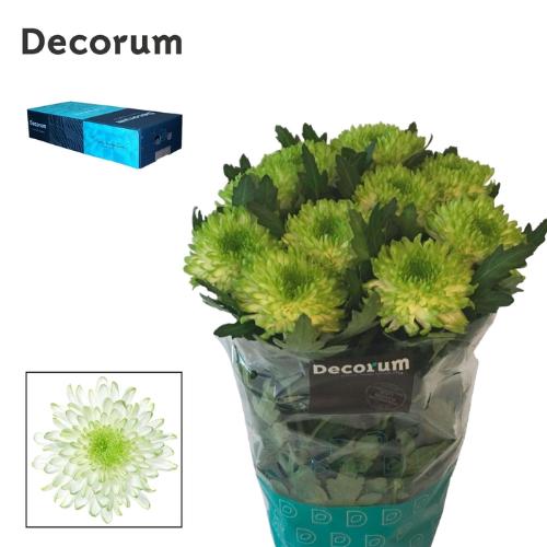 Chrysanthemum Indicum Grp geplozen kas 'Zembla Lime'