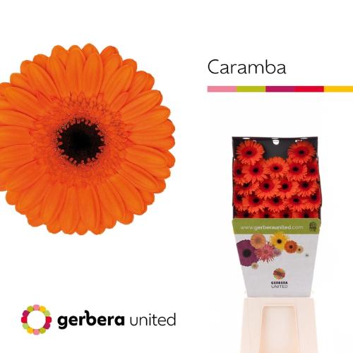Gerbera mini 'Caramba'