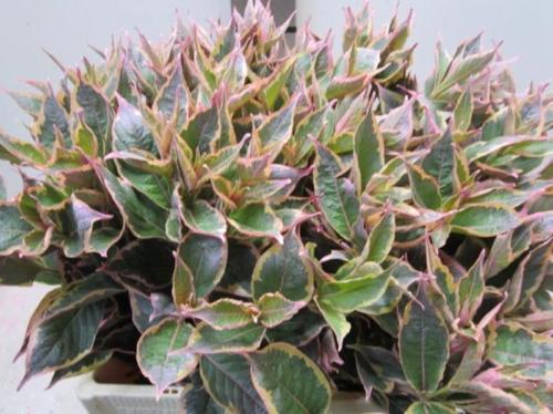 Decoratiegroen kleurbehandeld H%