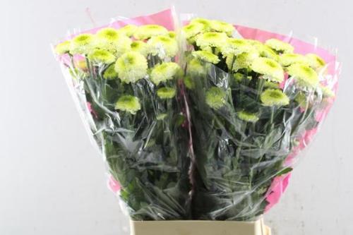 Chrysanthemum (Indicum Grp) tros Fontina