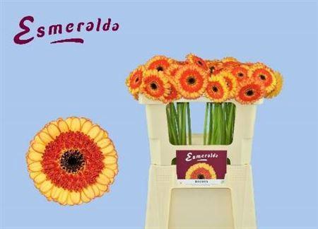 Gerbera mini Decora