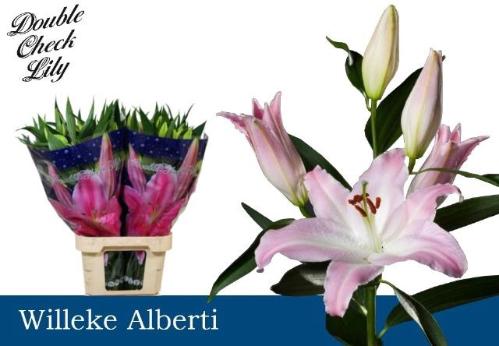 Lilium Oriental Grp 'Willeke Alberti'