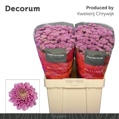 Chrysanthemum Indicum Grp tros santini Ellison