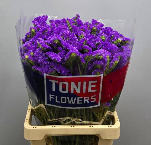 Limonium sinuatum 'Crystal Purple'