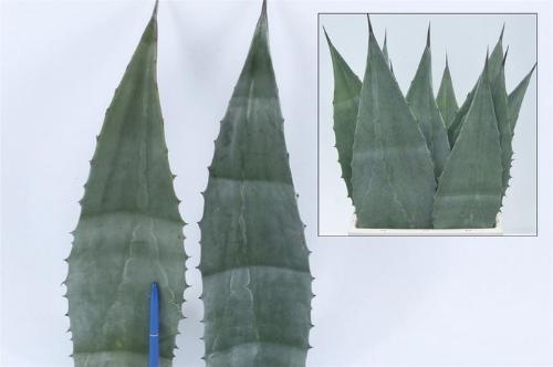 Agave americana (blad)