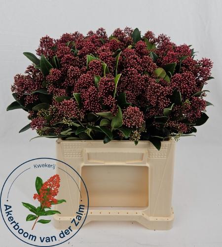 Skimmia per bos japonica 'Rubella'