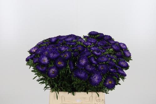 Callistephus chinensis 'Matsumoto Donkerblauw'