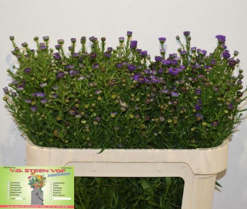 Aster Novi-belgii Grp Casamare