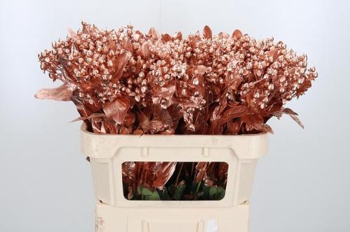 Hypericum overig kleurbehandeld H%