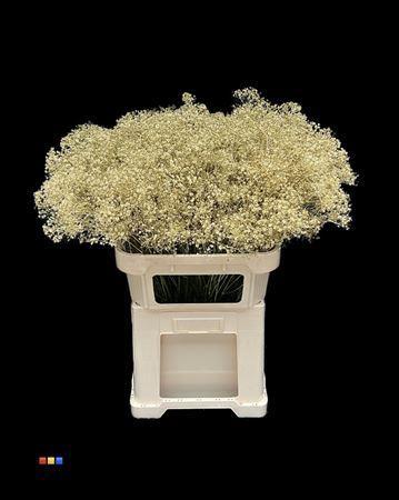 Gypsophila overig kleurbehandeld H%