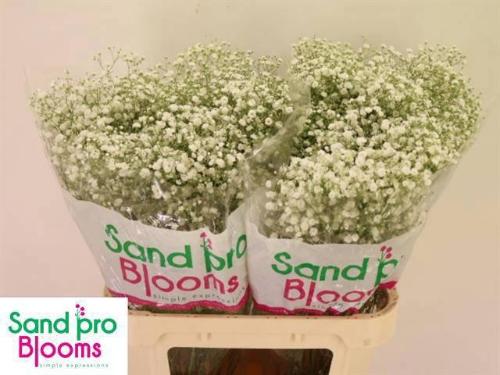 Gypsophila paniculata Xlence