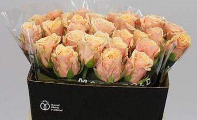 Rosa grootbloemig Bellini!
