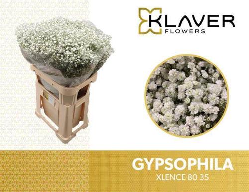 Gypsophila paniculata Xlence