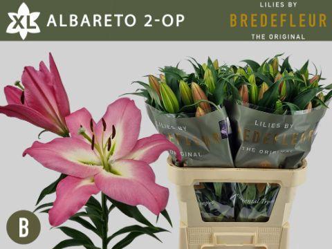 Lilium (OT-hybrids Grp) 'Albareto'