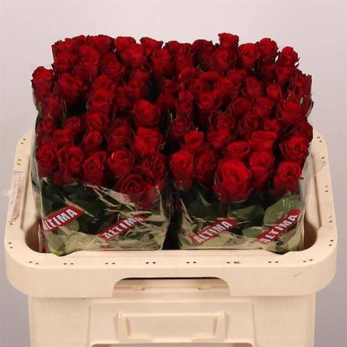 Rosa grootbloemig Upper Class