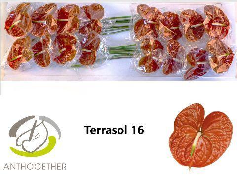Anthurium Andreanum Grp Terrasol