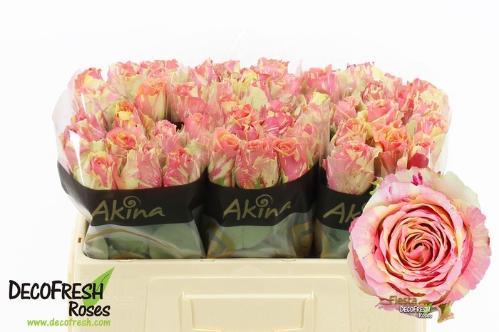 Rosa grootbloemig Fiesta+