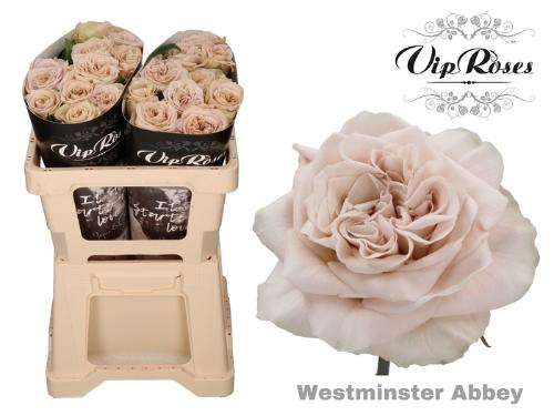Rosa grootbloemig Westminster Abbey!