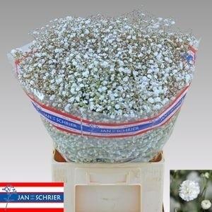 Gypsophila paniculata Xlence