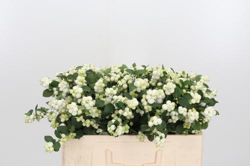 Symphoricarpos Magical Avalanche