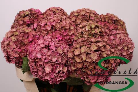 Hydrangea macrophylla Royal Anastasia (classic)