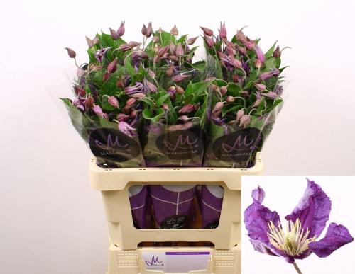 Clematis Amazing Sydney