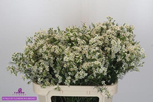 Chamelaucium uncinatum 'Ofir'