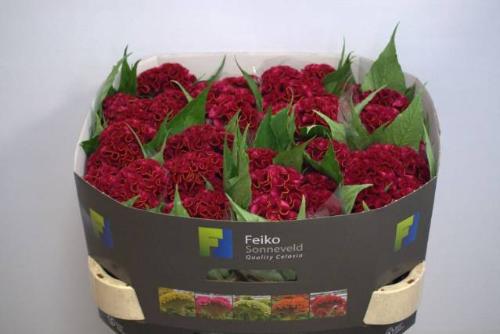 Celosia Cristata Grp 'Act Dara'