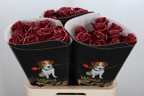 Rosa grootbloemig gewaxt H%