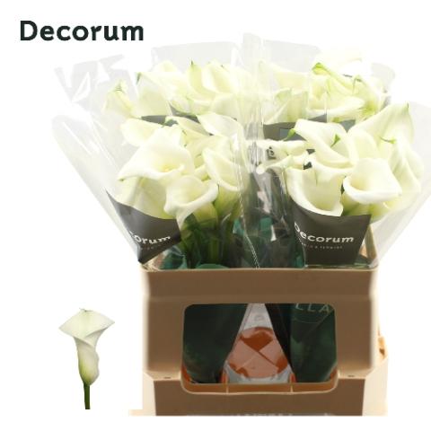 Zantedeschia 'Crystal Blush'