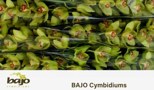 Cymbidium grootbloemig per tak 'Mrs. Maxima'