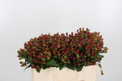 Hypericum inodorum 'Excellent Flair'