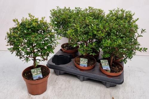 Myrtus communis