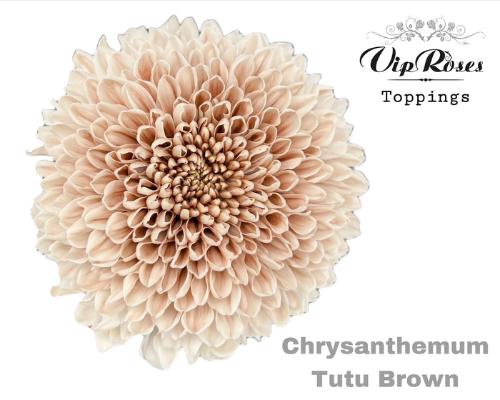 Chrysanthemum geplozen kas kleurbehandeld H%