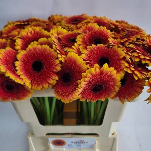 Gerbera mini Papagayo