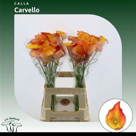 Zantedeschia 'Carvello'